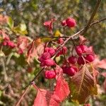 Euonymus latifoliusFruitua