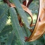 Calliandra selloi Foglia