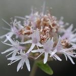 Monardella odoratissima Blomst