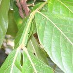 Inga sapindoides Hoja
