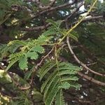 Albizia harveyi Leaf