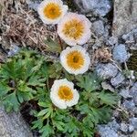 Ranunculus glacialisΛουλούδι