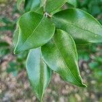 Amomyrtus meli Leaf