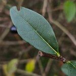 Ligustrum vulgare Liść