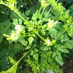 Chaerophyllum tainturieri Feuille