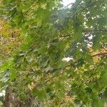 Acer platanoides 葉
