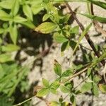 Galium kinuta Blüte