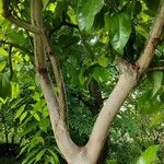 Cinnamomum burmanni Habit