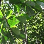 Ilex brevicuspis Leaf