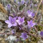 Campanula celsii Kvet