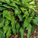 Heliconia stricta Leaf