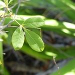 Rhus longipes برگ