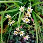 Nothoscordum gracile പുഷ്പം