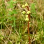 Pyrola chlorantha फूल