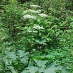 Heracleum lanatum Квітка