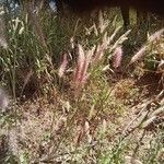 Cenchrus pedicellatus Flower