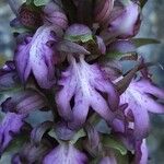 Himantoglossum robertianum Fula
