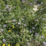 Solanum bonariense Flower