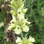 Sideritis hyssopifolia Flower