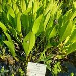 Sagittaria lancifolia Blad