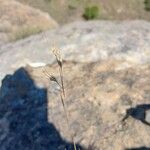 Loudetia simplex Flower