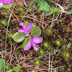 Polygaloides paucifolia Blomma