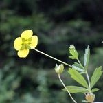 Potentilla erecta Other