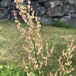 Rumex thyrsoides Плід