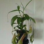 Nepenthes truncata Лист