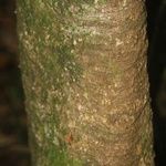 Maquira guianensis Bark