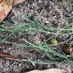 Anabasis articulata Blatt