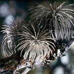 Tillandsia atroviridipetala