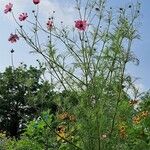 Cosmos bipinnatusBlüte