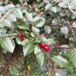 Cotoneaster divaricatusഫലം