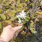 Amelanchier alnifolia Fiore