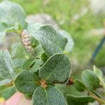 Salix pyrenaica Leaf