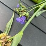 Tradescantia gigantea Flor