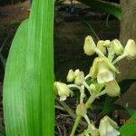 Polystachya odorata Flower