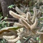 Colebrookea oppositifolia Flor