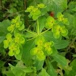 Euphorbia helioscopia Õis