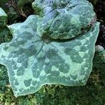 Podophyllum cv. 'Kaleidoscope' Leaf