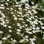 Arenaria balearica Habit