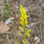 Polygala flavescens फूल