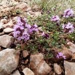 Thymus serpyllum Агульны выгляд