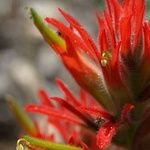 Castilleja affinis Flower