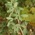 Chamaecytisus ruthenicus Leaf