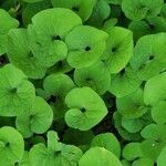 Asarum caudatum Yaprak