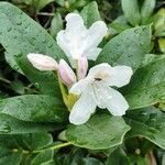 Rhododendron maximum L.Kvet