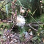 Lactuca tatarica Frugt