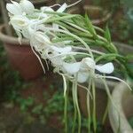 Habenaria procera Flor